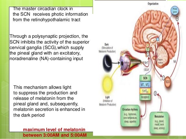 Human Sleep and Its Disorders